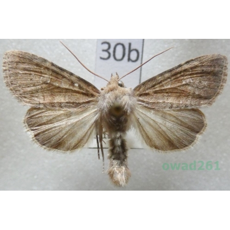 Parastichtis suspecta (Hübner, 1817) Czech30b